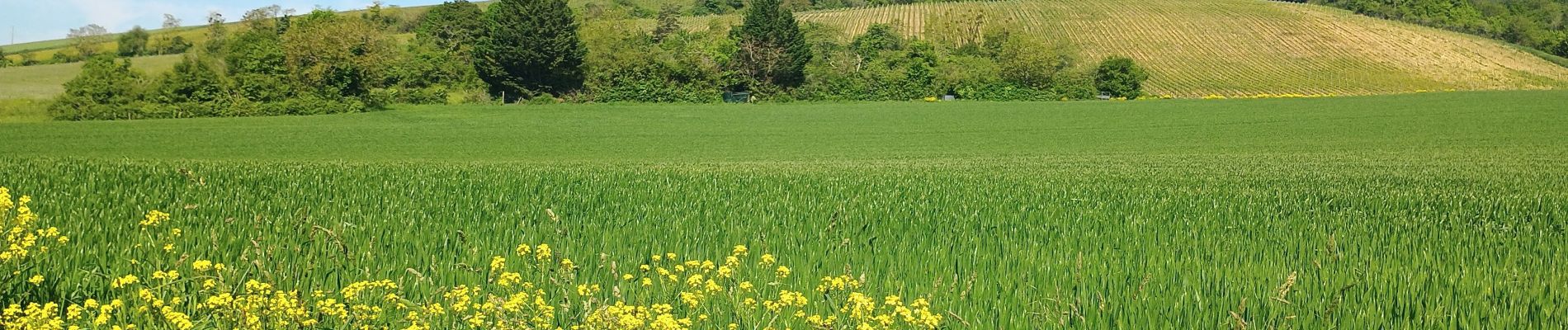 Percorso Marcia Joigny - Joigny par les vignes  - Photo