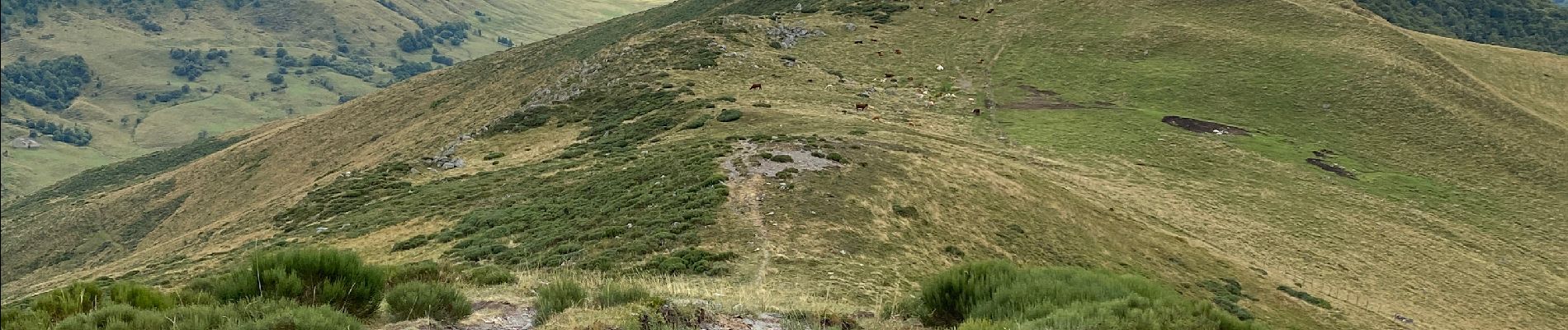 Tour Wandern Lavigerie - Puy de Niermont et plateau du Limon  - Photo