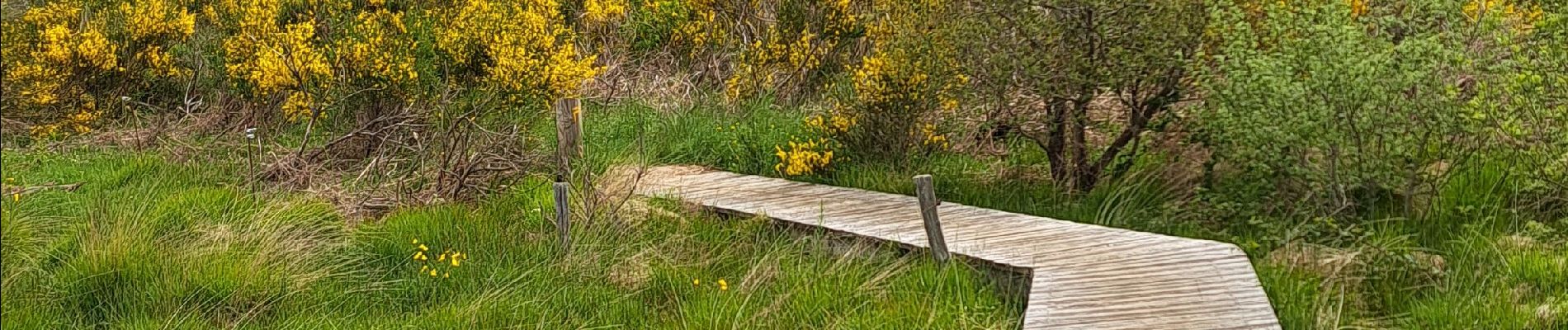 Tour Wandern Rosis - Sommet du Caroux - Photo