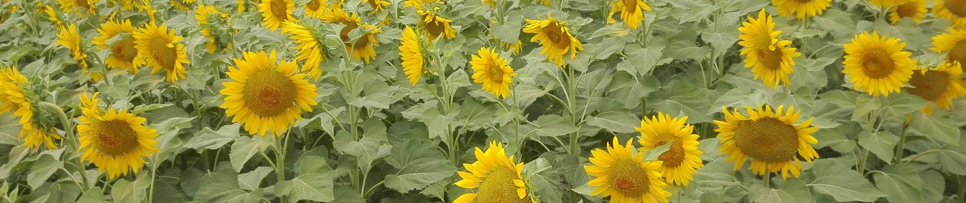 Excursión Senderismo Roiffé - Les Tournesols - Photo