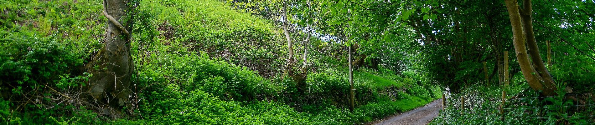 Tocht Te voet North Devon - Butterfly Walk - Photo