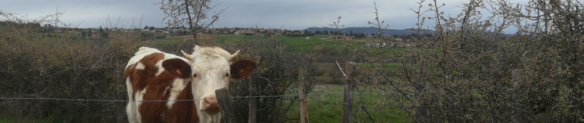 Tour Wandern Pollionnay - Montolvet - Col de la Luère- L'Arbresle - St Consorce  - Photo