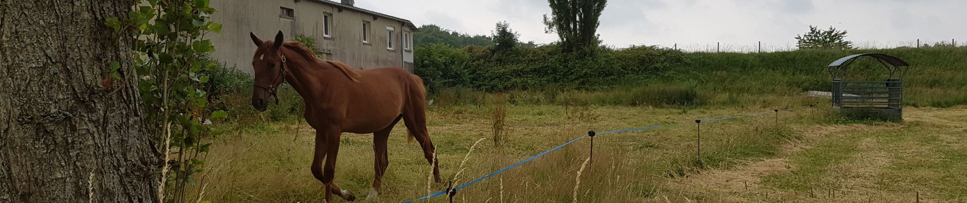 Tocht Stappen Ventes-Saint-Rémy - Forêt d'Eawy rando douce - Photo