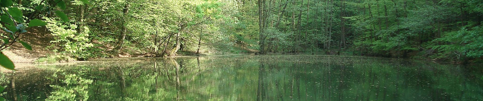 Tocht Te voet Mespelbrunn - Ortswanderweg Mespelbrunn 1 - Photo