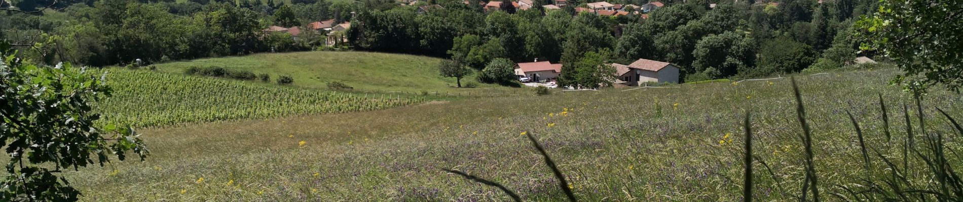 Excursión Senderismo Chasselay - Le bois Chatelard - Photo