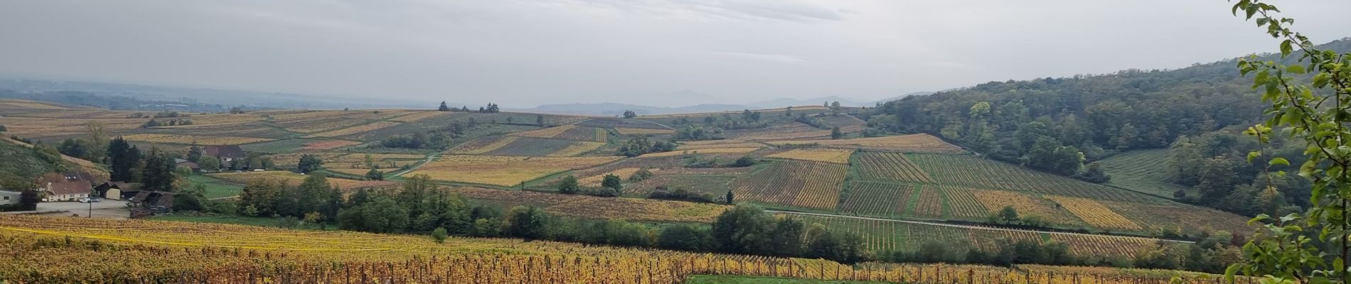 Randonnée Marche Orschwiller - ARCA Bergheim - Photo