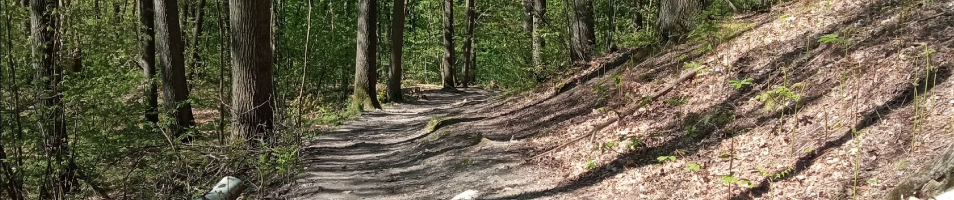 Trail Walking Buc - tour de l'étang de la geneste - Photo