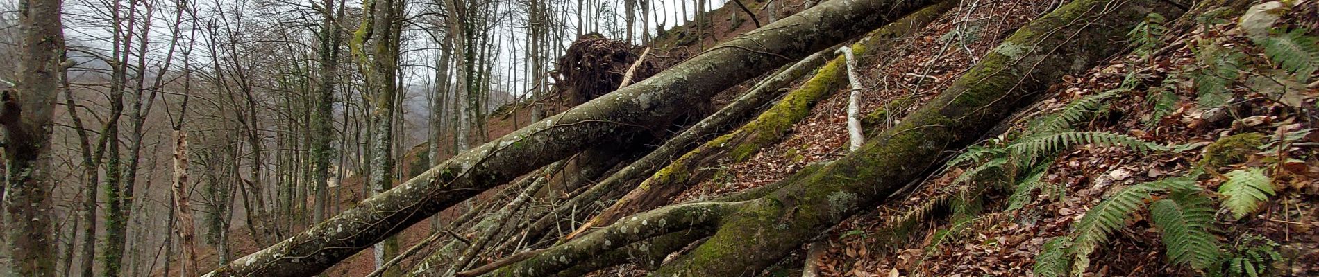 Tour Wandern Arbéost - G3arbeost le tour fait 2022 - Photo