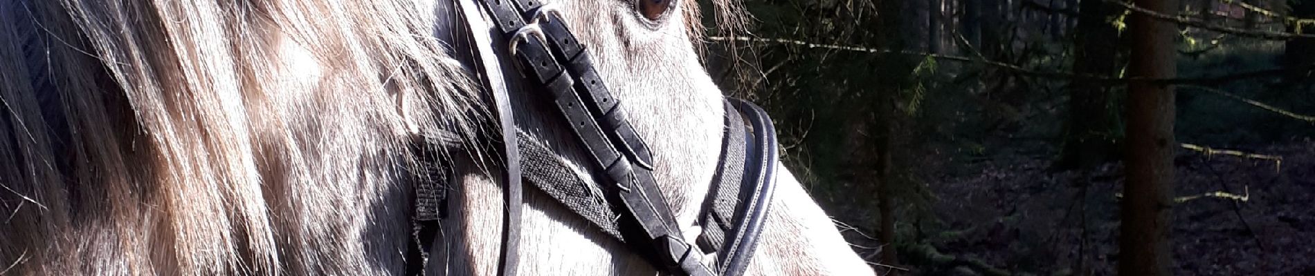 Excursión Caballo Wellin - Promenade équestre au fil de nos cours d'eau - Photo