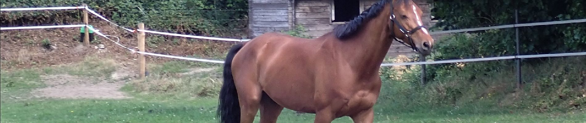 Point of interest Grez-Doiceau - Beau cheval dans le Val du Puits - Photo