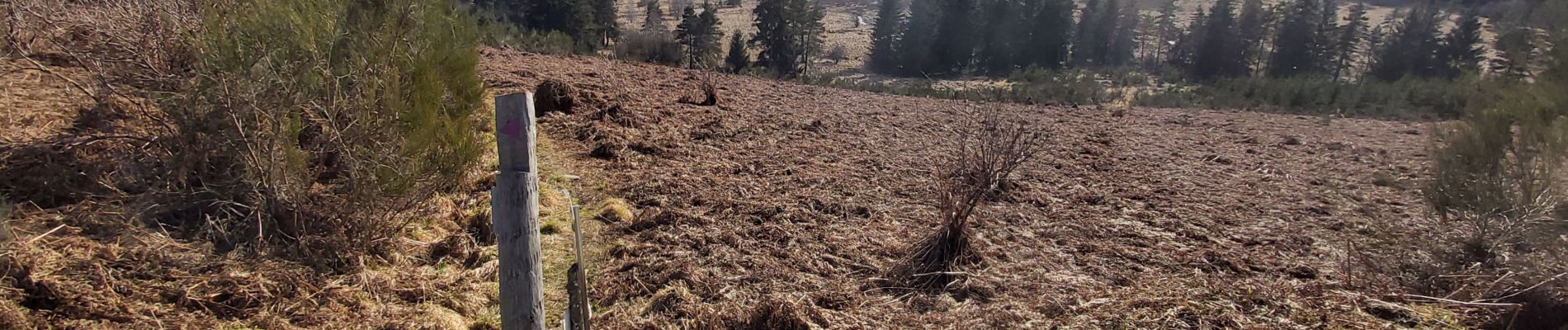 Randonnée Marche Saint-Merd-les-Oussines - Le sentier des bruyères - Photo