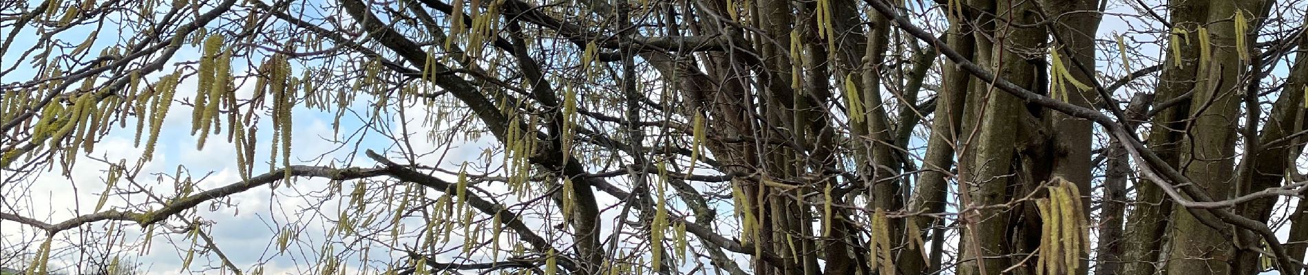 Tocht Stappen Olne - Forêt préférée  - Photo