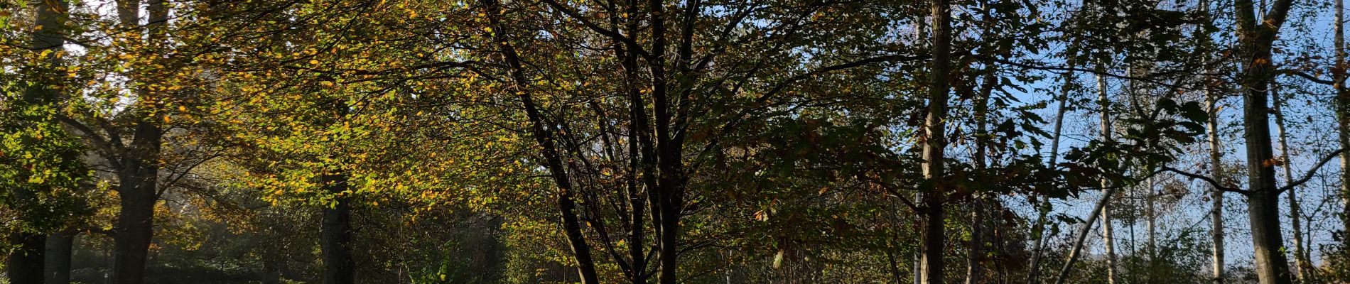 Tour Wandern Fère-en-Tardenois - Fere en Tardenois du 04-11-2024 - Photo