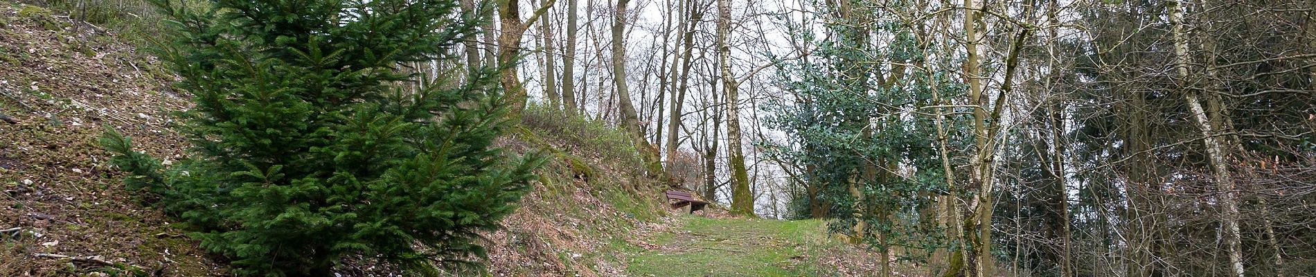 Tocht Te voet Horn-Bad Meinberg - Rundwanderweg A2 [Holzhausen-Externsteine] - Photo