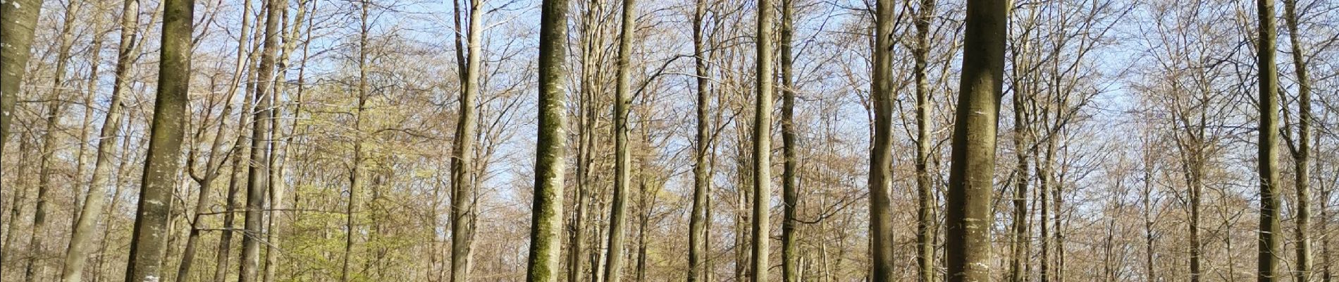 Randonnée Marche Arques-la-Bataille - forêt d'Arques-la-Bataille ouest - Photo