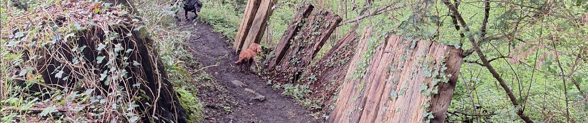 Trail Walking Les Monceaux - les Monceaux  - Photo