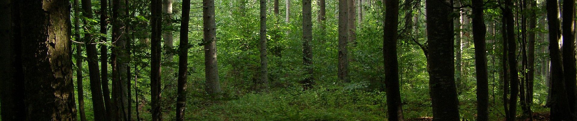 Excursión A pie okres Brezno - Náučný chodník Stožky - Photo