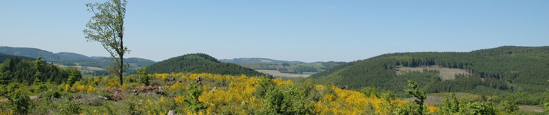 Tocht Te voet Schmallenberg - Dorlar Rundweg D11 - Photo