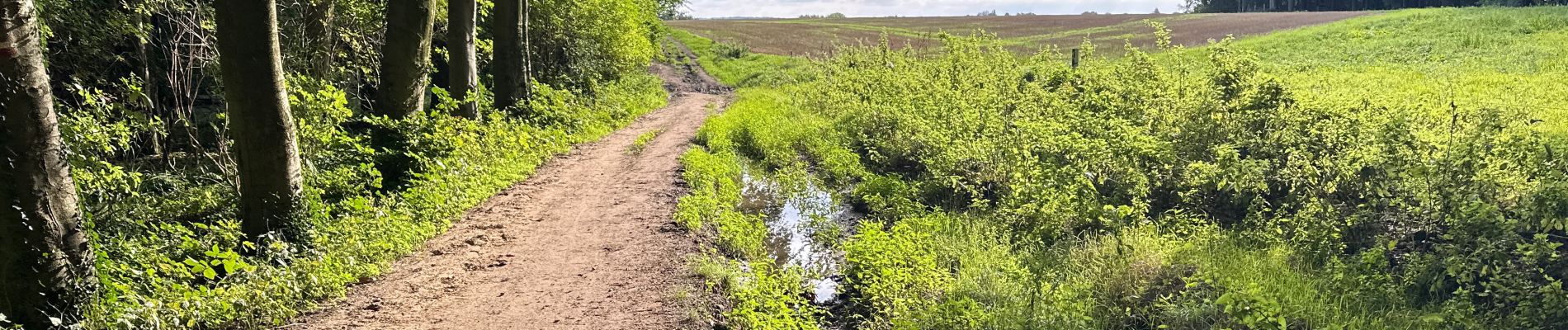 Randonnée Marche Ellezelles - Ellezelles 26,8 km - Photo