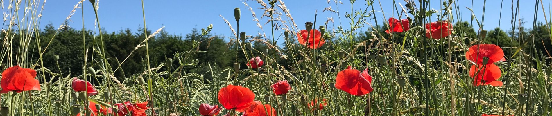 Excursión Senderismo La Roche-en-Ardenne - MÉSA 2019 la roche en Ardennes  - Photo