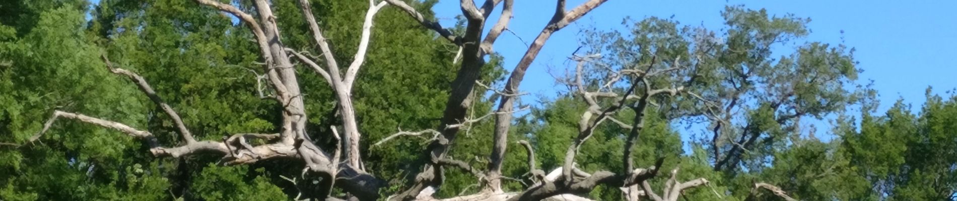 Trail Walking Vouillé - 2019-05-12 Les ponts de pierre sur le Lambon - Photo