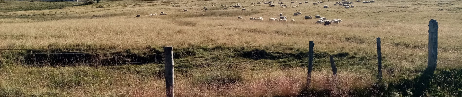 Tocht Stappen Saint-Bonnet-le-Courreau - les jasserie de Garnier - Photo