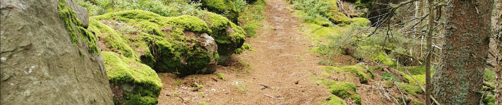 Tocht Stappen Ribeauvillé - boucle la grande verrerie-roche des 3 tables-roche des reptiles-roche des géants-la grande verrerie  - Photo