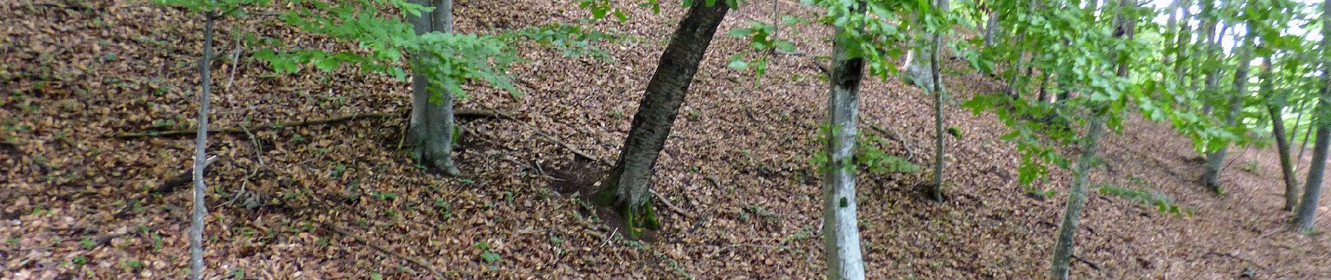 Tocht Te voet Tieschen - Linke Fußspur (Auf den Spuren der Vulkane) - Photo