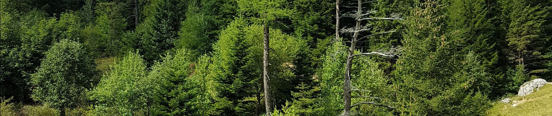 Tour Wandern Lus-la-Croix-Haute - R48 - Gorges des Amayères - Photo