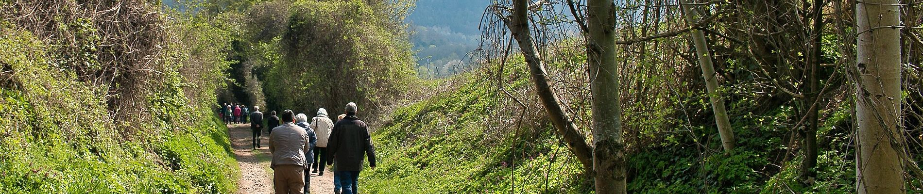 Tour Zu Fuß Hirschberg an der Bergstraße - Rundwanderweg Kehrrang 5 - Photo