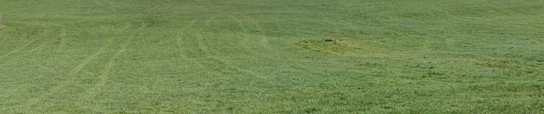 Tour Wandern Bleiberg - A la découverte de Hombourg et ses environs  - Photo