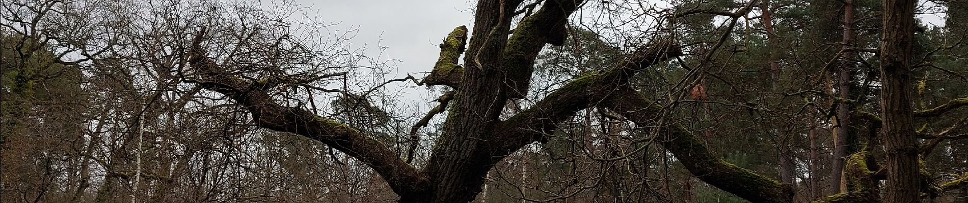 Point d'intérêt Fontainebleau - G - Chêne pédonculé - Photo