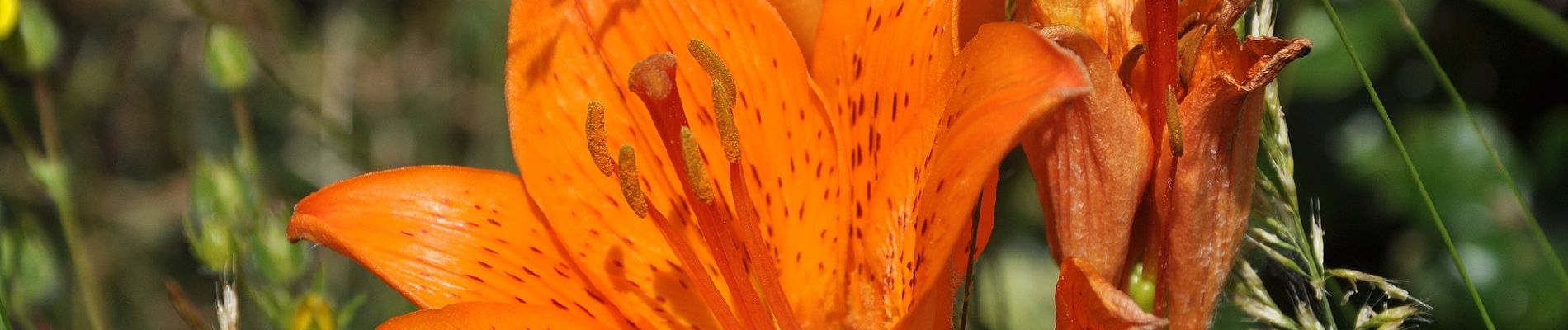 Randonnée A pied Pioggiola - Monte Tolu - Photo