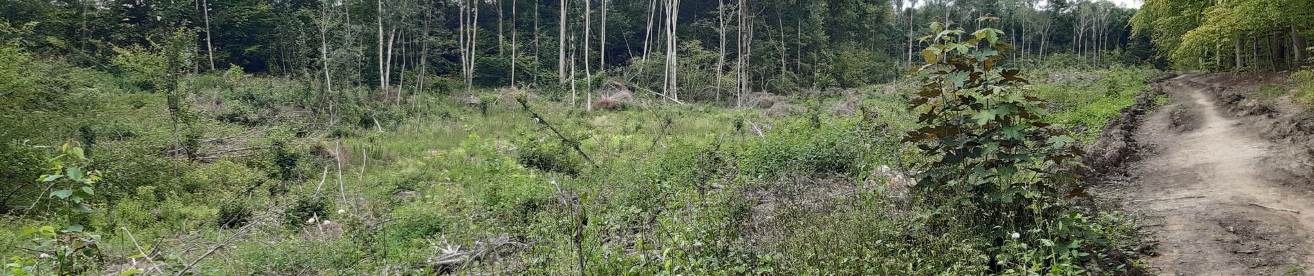 Percorso Marcia Namur - aiguilles et forêt domaniale de Marche les Dames - Photo