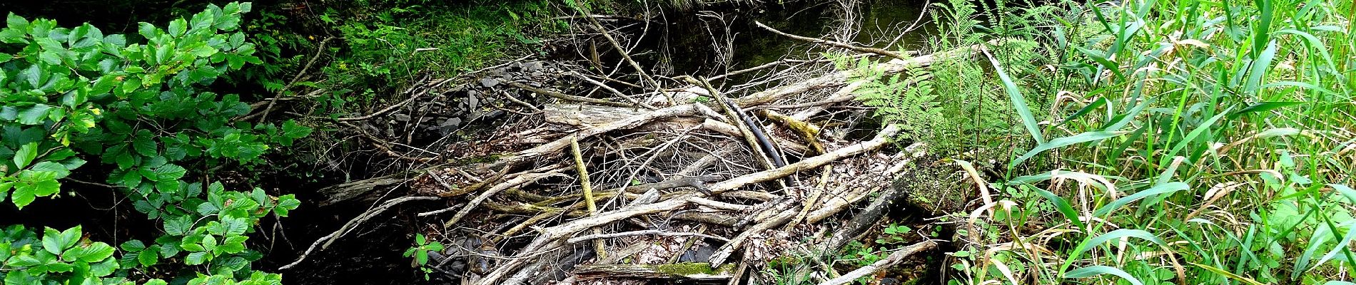 Percorso A piedi Meschede - Buchplette Rundweg A8 - Photo