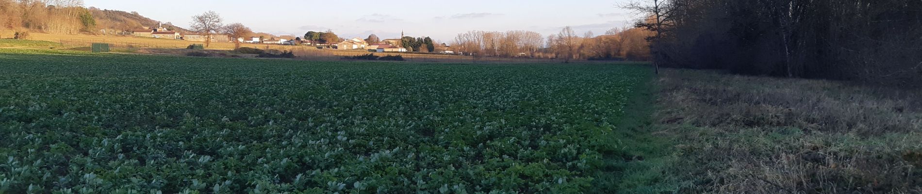 Tour Wandern Cuq-Toulza - boucle Condoumines Girou - Photo