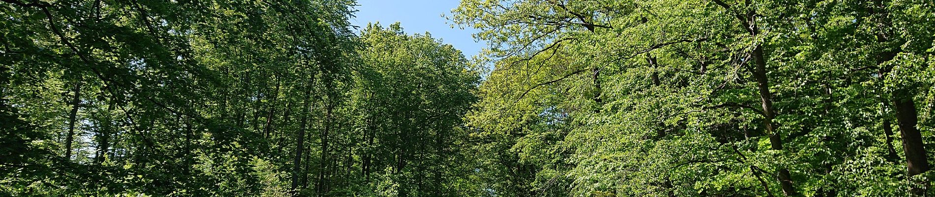 Tocht Te voet Königsberg in Bayern - Wolftour Altershausen - Photo