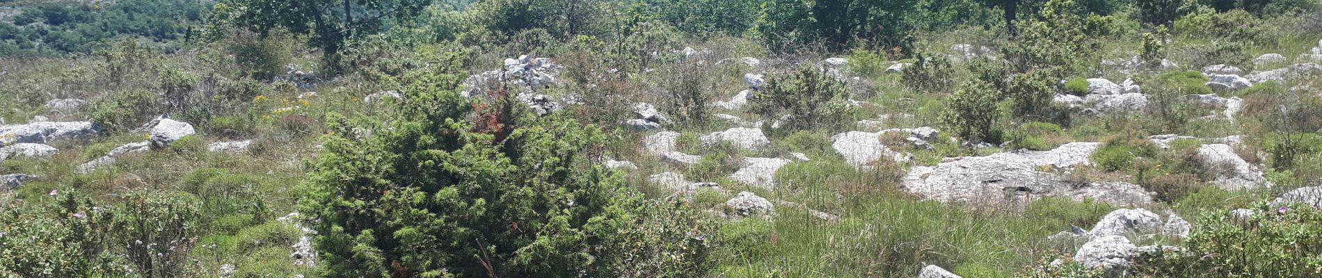 Trail Walking Saint-Jeannet - St=Jeannet  Les deux Baous - Photo