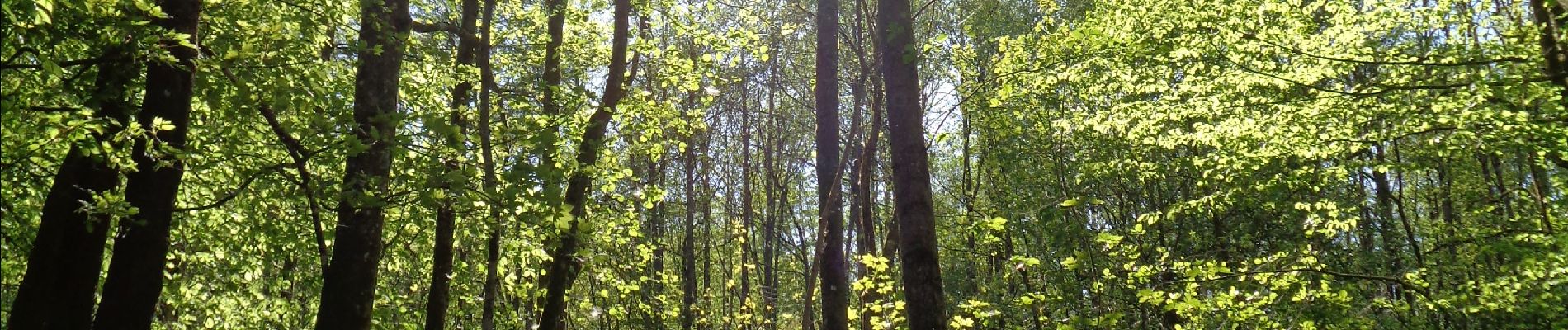 Tocht Stappen Érezée - Amonines - Photo