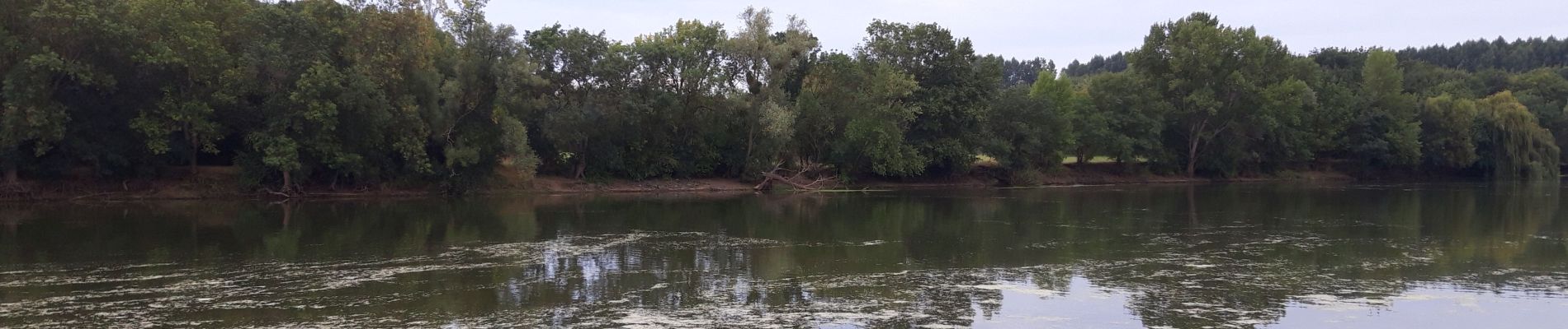 Tour Wandern Bouchemaine - Bouchemaine - Photo