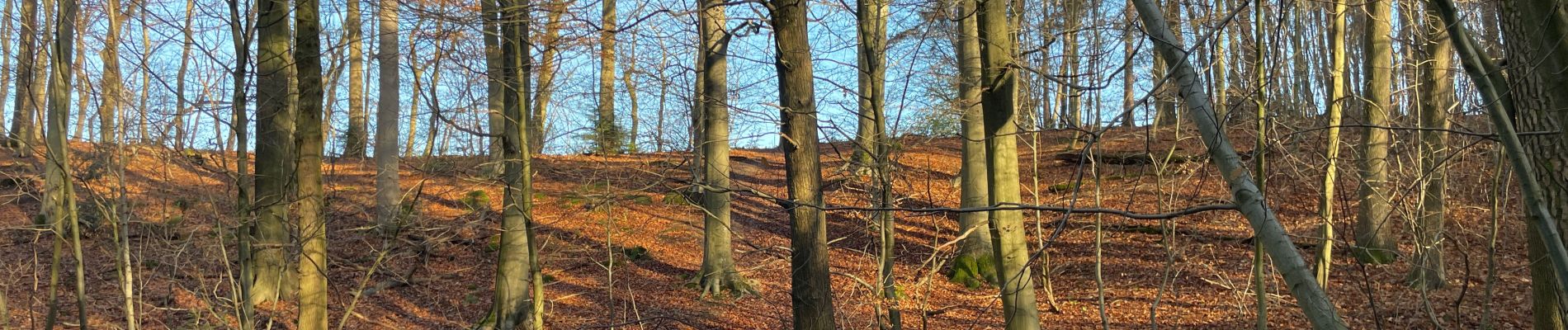 Tour Wandern Bierbeek - Biebeek variante - Photo