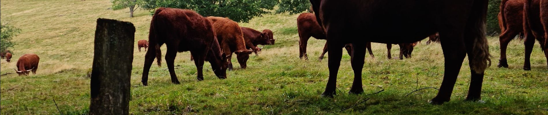 Tour Wandern Steinbach - Rando Marcheurs du 03/07/2023 par ALAIN - Photo