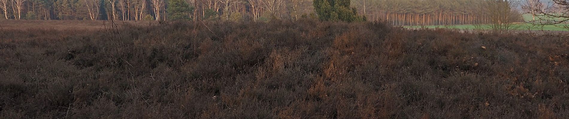 Excursión A pie Faßberg - Südheide 'Sagenhafte Sicht im Elfenland' W4m (mittlere Tour) - Photo