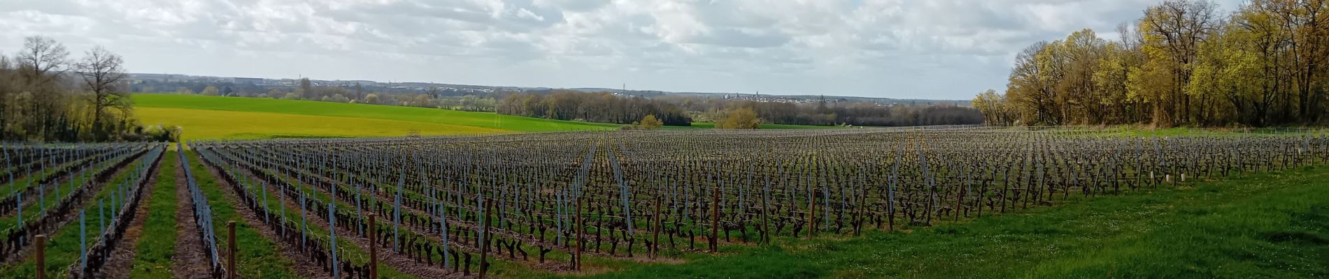 Tocht Stappen Brissac-Loire-Aubance - St Saturnin  - Photo