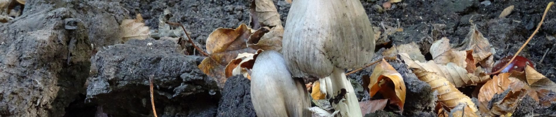 Randonnée Marche Feucherolles - Feucherolles - Photo