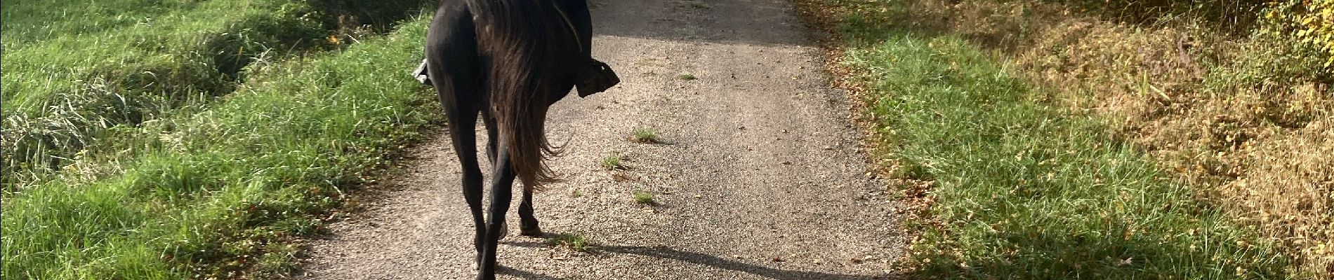 Trail Horseback riding Saint-Martin - Kalio joyeux mardi 5 11 24 - Photo