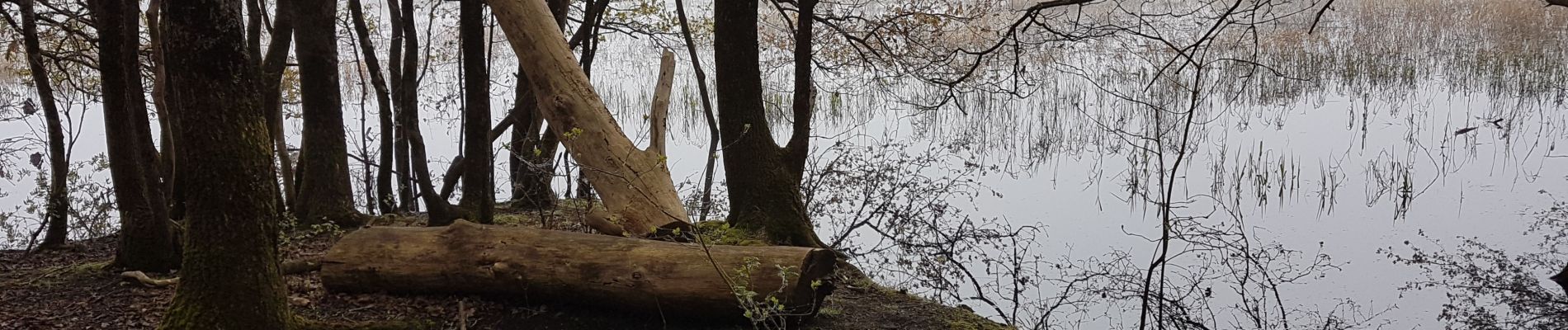 Excursión Senderismo Haute-Goulaine - les Grenouilles  - Photo