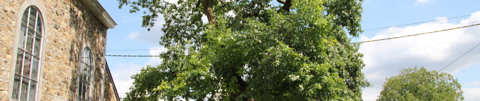 Point of interest Jalhay - The old oak of Sart village square  - Photo