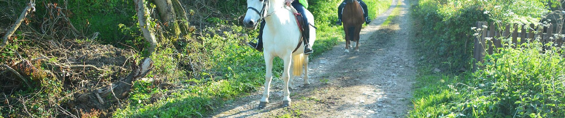 Percorso A piedi Somerset West and Taunton - Herepath Trail - Castle Neroche - Photo