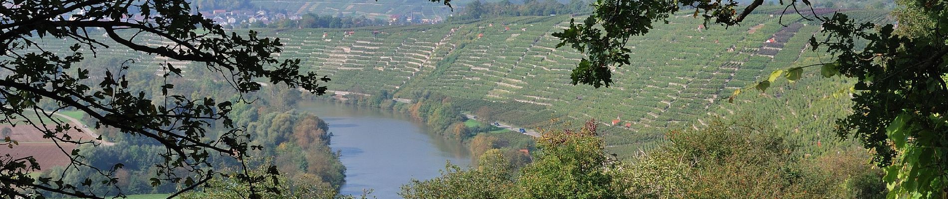 Tour Zu Fuß Hessigheim - Neckarhöhen - Photo